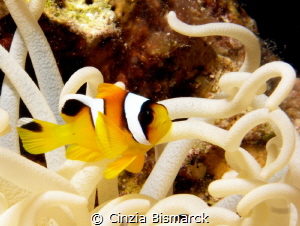 Baby
juvenile clownfish in leathery anemone
Juvenile am... by Cinzia Bismarck 